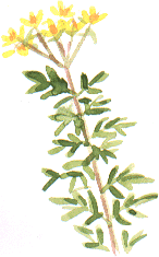 perforate St John's Wort