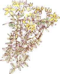 St John's Wort