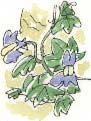 ivy-leaved toadflax