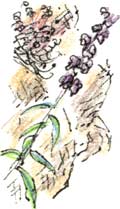 purple toadflax