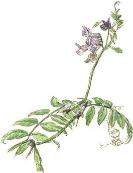 bush vetch