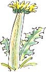 fasciated dandelion