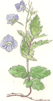 germander speedwell