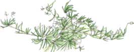 procumbent pearlwort