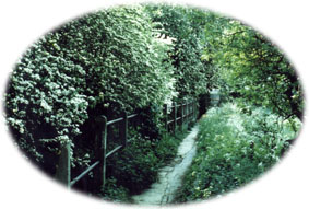 the Coxley beck path