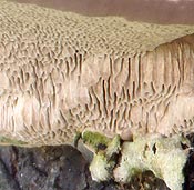 pores of bracket fungus