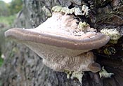 bracket fungus