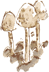 ink cap toadstools