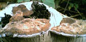 bracket fungi