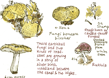 fungi