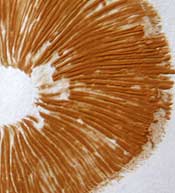 spore print of honey fungus