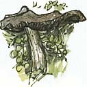 ink-cap