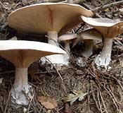 fungus