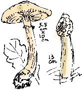 Stinkhorn