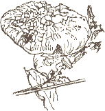 parasol