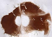 spore print