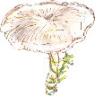short-stemmed mushroom