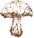 mushroom