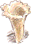 trumpet shaped fungus