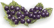 blackcurrants