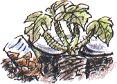 courgette plant