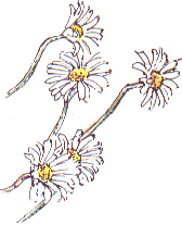 ox-eye daisy