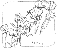 poppy