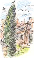 Leyland's cypress