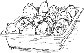 chitting potatoes