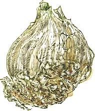 garlic bulb