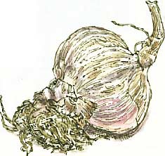 garlic bulb