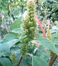 sea kale gone to seed