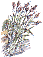 reed canary-grass