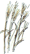wall barley