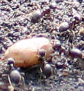 ants' egg