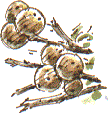 marble galls