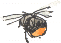 red-tailed bumblebee
