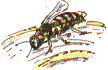 wasp