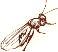 winged ant