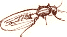 winged ant