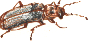 beetle