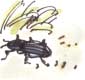 ground beetle