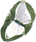 green-veined white