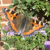 tortoiseshell