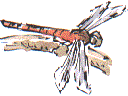 darter dragonfly