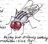 flesh fly