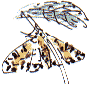 magpie moth