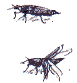 rove beetle