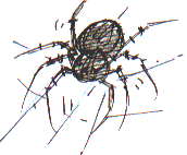 orb web spider