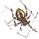 orb web spider